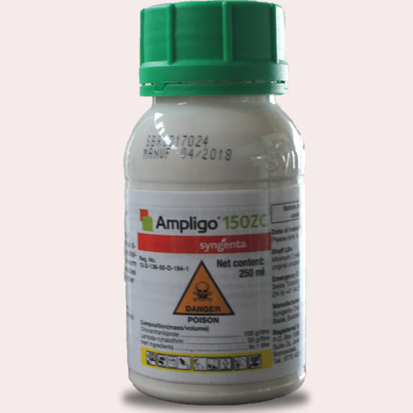 ampligo